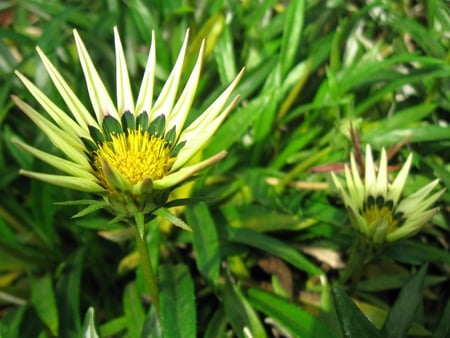 White Flower - greenery, scenery, south india, india, flower, ooty, nature, field, flower show