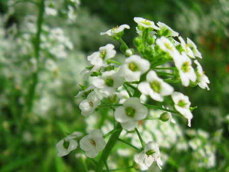 White Flower - greenery, scenery, south india, india, flower, ooty, nature, field, flower show