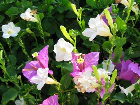 Flower - india, ooty, greenery, field, flower show, nature, scenery, south india, flower