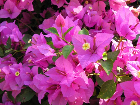 Flowers - greenery, scenery, south india, india, flower, ooty, nature, field, flower show