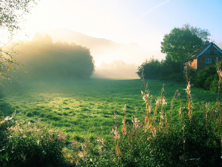 Beautiful Morning - nature, morning, fresh, green, field