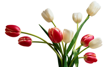 Red & White Tulips - white, nature, beautiful, red, tulips, flowers