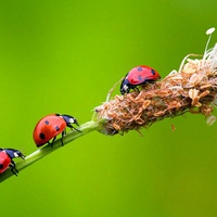 Lady bugs