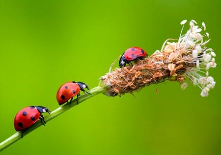 Lady bugs - beautiful, lady bugs, picture