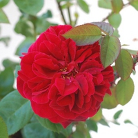 red-rose