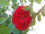 red-rose