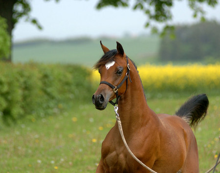 Helena The Arabian Mare - horses, animals, mare, arabian, bay