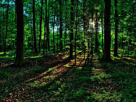 Last rays - trees, rays, shadows, filter, dusk, forest