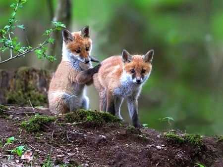 Fox Cubs - cubs, picture, cool, fox