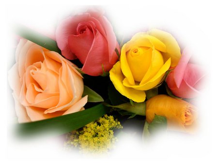 Pretty roses - flowers, roses