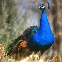 Blue Peacock