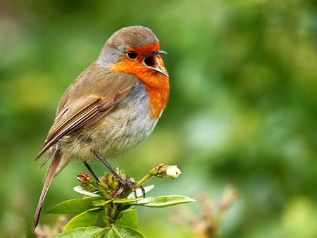 Singing Bird - singing, cool, bird, picture