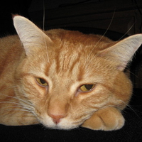 orange tabby close up