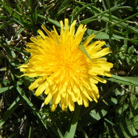 Lone Dandilion