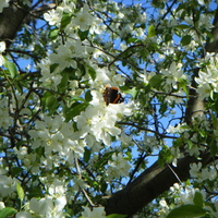 Butterfly Paradise