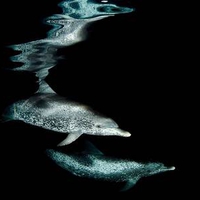 Atlantic Spotted Dolphins