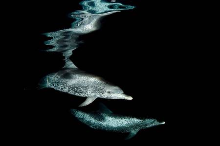 Atlantic Spotted Dolphins - atlantic, dolphins, spotted, animals