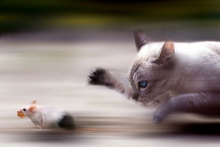 Cat & Mouse - outstanding, wallpaper, cheese, great, mouse hunt, fantastic, beautiful, cat, kittens, amazing, adorable, kitty, cats, hunt, picture, mouse, marvellous, wonderful, race, animal, animals, pretty, awesome, super, skyphoenixx1, kitten, nice, stunning