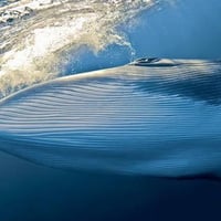 Dwarf Minke Whale