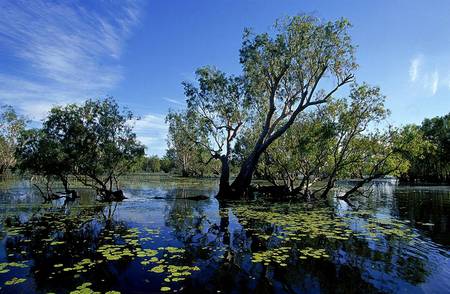 wetlands - wetlands, nature