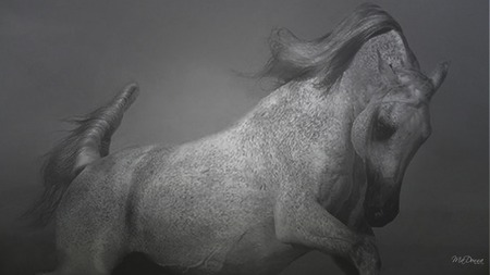 Horse in Black and White Series #1 - farm, horse, fantasy, black and white, equestrian, widescreen