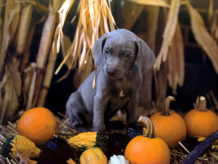 Sweet Sweet Puppy - pup, adorable, cute, dog