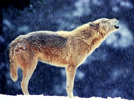 He Calls - furry, winter, wolf, beautiful, cold, dog