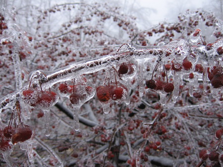 All iced up - cherries, ice, frozen, winter, ice crystals