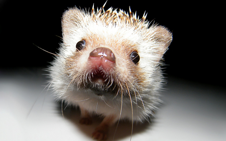 daughter's pet - cute, pet, animal, hedgehog