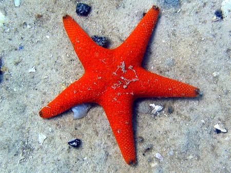 Star Fish - picture, star fish, beautiful