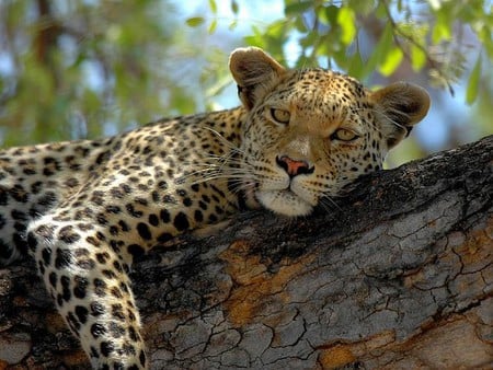 Leopard - leopard, picture, beautiful