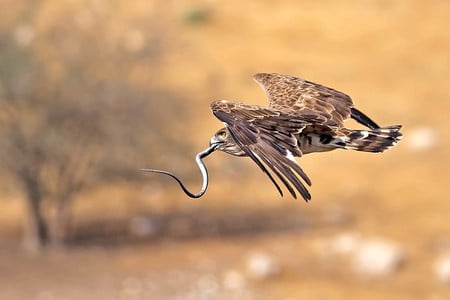 Eagle w Hunt - eagle w hunt, cool, photography