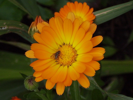 Beautiful yellow blossom with bee - flowers, nature