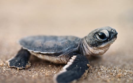 Bing's Best 2 - seaturtle, turtle, microsoft, windows7theme, search, bing