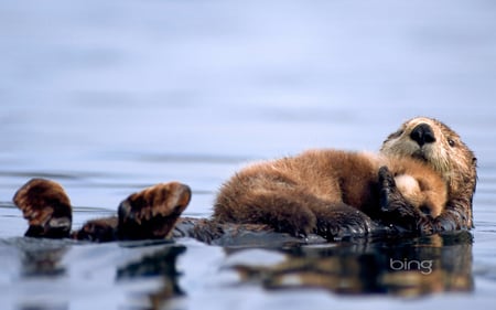 Bing's Best 2 - seaotters, microsoft, windows7theme, search, otters, bing