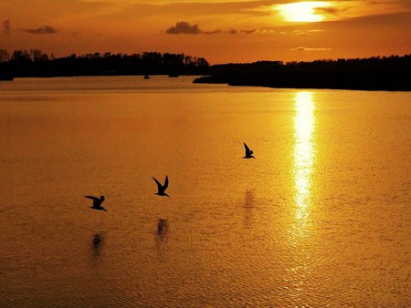 Golden destination - wings, ducks, lake, flying, golden, sunset