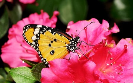 Lacewing - black, yellow, butterfly, flower, pink, lacewing