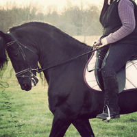 Friesian Stallion Keegan