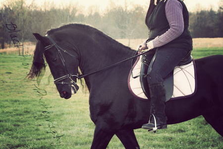 Friesian Stallion Keegan