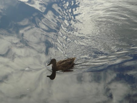 Ripples - sky, bright, water, patterns, duck, reflection, scotland, loch ness