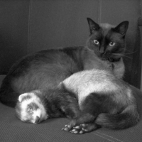 Black Cat w Friend
