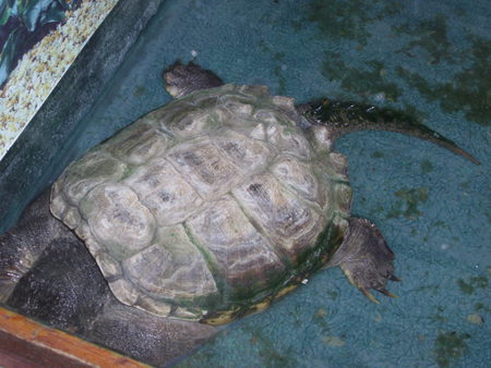 Turtle - turtle, animals, photography, reptiles