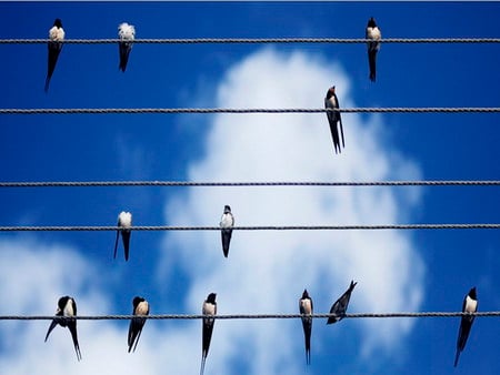 summer melody - clouds, swallow, wire, sky