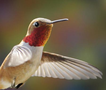 Hummingbird - hummingbird, animal, bird