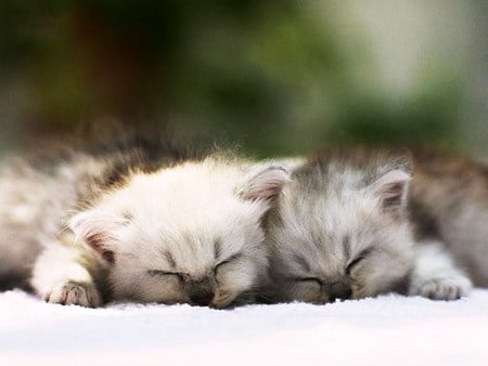 Purrrfect time for a nap - fluffy, sleeping two, tired, kittens, gray