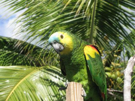 Parrot - sky, animal, bird, parrot, tree