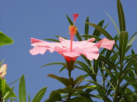 Flower - sky, flower, nature