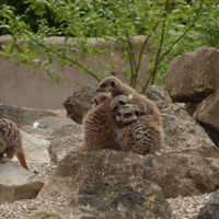 Meerkat Huddle