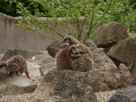 Meerkat Huddle - hugs, cuddle, meerkat gang, meerkats