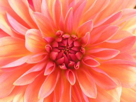 Flower - flower, nature, dahlia